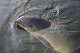 Voor de kust van kijkduin, bij den haag, is vrijdag een levende bruinvis gestrand. Bruinvis De Zoogdiervereniging