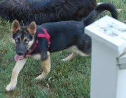 Check spelling or type a new query. Blue Eyes White Husky German Shepherd Mix Novocom Top