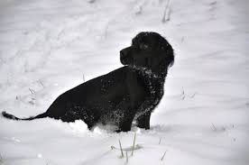 Black And White Working Cocker Spaniel Puppy Pin On Working Cocker Spaniels