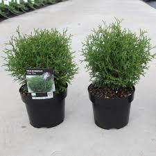 Der lebensbaum (thuja) eignet sich ideal als heckenpflanze, da er kaum ansprüche an seinen lebensraum stellt und sowohl halbschattige als auch sonnige standorte. Thuja Occidentalis Tiny Tim Kaufen Sie Pflanzen Bei Coolplants