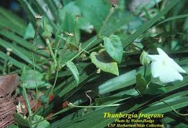 Image result for Thunbergia laborans