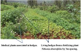 Image result for Agrocharis incognita