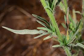 Image result for Erigeron bonariensis