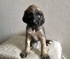 アフガンハウンドは子犬の時期には短毛ですが、頬の毛だけが長い子もいます。 こちらが、アフガンハウンドの子犬の画像です。 この投稿をinstagramで見る haku and lucifer with yukarine(@haku_afghanhound)がシェアした投稿. ã‚¢ãƒ•ã‚¬ãƒ³ãƒã‚¦ãƒ³ãƒ‰ å­çŠ¬è²©å£² Ci Penso Io ã‚·ãƒšãƒ³ã‚½ã‚¤ã‚ª