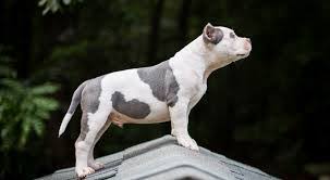 Mission road fallbrook, ca 92028. Dog Ear Cropping Styles After Care Cost Dogs Cats Pets