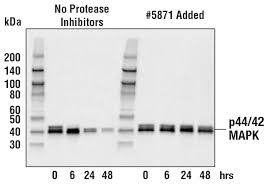 Proteases (also sometimes referred to as proteolytic enzymes or peptidases) are in use, or have been proposed or tried, for a number of purposes related to medicine or surgery. Protease Inhibitor Cocktail 100x Cell Signaling Technology