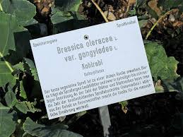 Was Bedeutet Botanik Botanische Systematik Namen Und Schilder