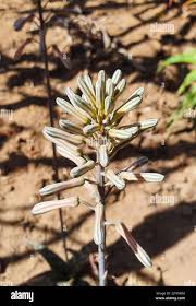 Image result for Aloe greatheadii