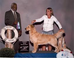 Find golden retrievers for sale on oodle classifieds. Wonderland S Golden Retrievers Melrose Florida Golden Retriever Puppies Golden Retrievers Breeders