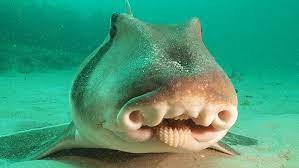 The port jackson shark (heterodontus portusjacksoni) is a nocturnal, oviparous (egg laying) type of bullhead shark of the family heterodontidae, found in the coastal region of southern australia, including the waters off port jackson. Realm Of The Spiraled Egg Port Jackson Shark Nep Program Finder