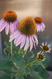 Coneflower Purple Native Plant Images Plants Native Plants