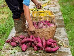 Ini dia kegiatan panen Ubi Jalar Ungu di Kebun Lestari. Ubi-ubi ini  nantinya akan dijual di Lapak Penjualan (depan gerbang masuk) Kebun Wisata  Pasirmukti yah ! Harga : Rp.5.000/kg Untuk daun-daun dari