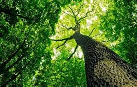 Los arboles y bosques son considerados los pulmones del planeta, purifican el aire y contribuyen a regular el clima. Dia Mundial Del Arbol Hoy 28 De Junio Codigo San Luis Archivo Historico