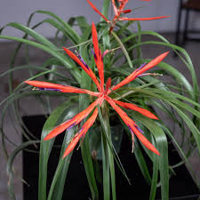 Image result for Tillandsia