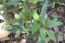 Image result for Coptosperma