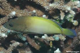 Image result for Cephalocroton mollis