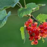 We did not find results for: Care Of Coralberries Information On Growing Coralberry Plants