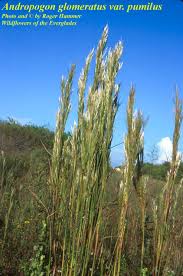 Image result for Andropogon