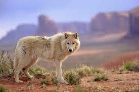 Pin On Wolfe Wolves