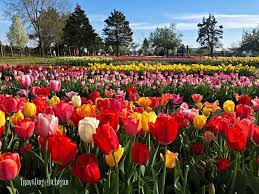 See millions of tulips in bloom as part of the tulip time festival, held each spring here in holland, michigan. 2021 Holland Michigan Tulip Festival Guide Tulip Time Schedule Hotels