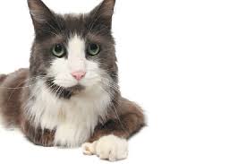 The wife longs to be loved and be protected by her husband but he grants her only ignorance in response. 5 Fascinating Facts About Polydactyl Cats Catster