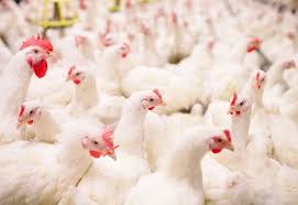 5 Masalah Ternak Ayam Broiler Yang Sering Terjadi Ternak Ayam Ayam Hewan