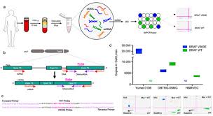Check spelling or type a new query. Cancers Free Full Text Blood Based Detection Of Braf V600e In Gliomas And Brain Tumor Metastasis Html