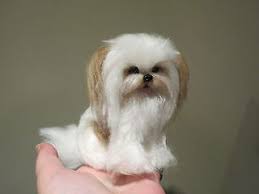 Tony's happy puppies 44 west 295 us 20 hampshire, illinois 60140 phone: Mi Ki Puppies For Sale Mi Ki Dog Breeders
