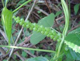 Image result for Acalypha chirindica