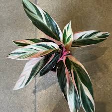 Image result for stromanthe