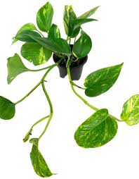 Image result for Epipremnum aureum
