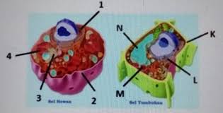 Tumbuhan dan hewan terjadi pertukarano2danco2dengan atmosfir. Amati Gambar Sel Hewan Dan Tumbuhanberikut Pasangan Organel Sel Hewan Dan Seltumbuhan Yang Brainly Co Id