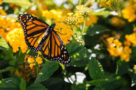 The seeds get darker as they mature. Help Save The Monarch Butterfly With Free Seed For Your Golf Course Gcmonline Com