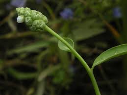 Image result for Sphenocleaceae