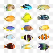 Marine Fish Png Marine Fish Wallpaper Marine Fish Chart