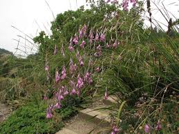 Image result for Dierama formosum/plowesii intermediates