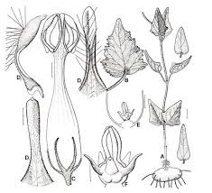 Image result for Ceropegia meyeri-johannis