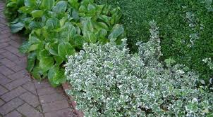 Image Result For Euonymus Border Ground Cover Plants Plants Ground Cover
