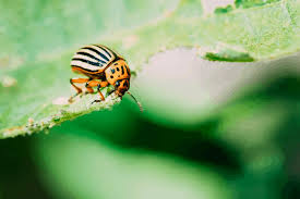In addition, aptive collects donations to fund mosquito nets and other malaria treatments. Amazing Natural Insect Pest Control Methods That Works Grower Today