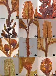 Image result for Hymenophyllum tunbridgense