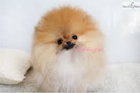 Pomeranian Puppy For Sale Near Los Angeles California 30a9e60a 4c91 Pomeranian Puppy For Sale Pomeranian Puppy Dog Trends