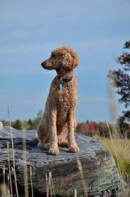 Labradoodles have grown in popularity since first being bred; Sarah Smith Sarahxoxojaney Profile Pinterest