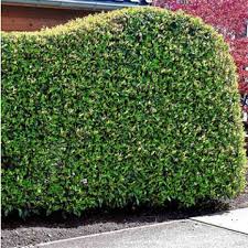 Sichtschutz Die 12 Besten Heckenpflanzen Garten Pflanzen Portugiesische Kirschlorbeer Kirschlorbeer