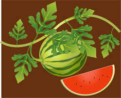 How To Grow Watermelons How To Grow Watermelon When To Pick Watermelon Growing Food