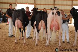 Minnesota State Holstein Show