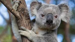 Koalalar Diyetleri Ve Su Asla Bir Koala Ile Yemek Yarisina Girmeyin Olursunuz Evrim Agaci