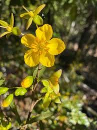 Image result for Ochna arborea