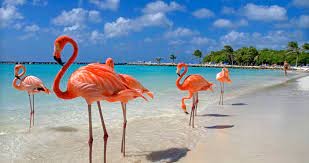 Aruba Flamingos Beach Descontos Em Passagens Aereas