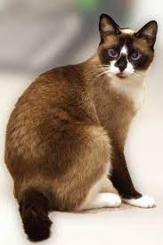 16 Snowshoe Cat Ideas Snowshoe Cat Cat Breeds Beautiful Cats