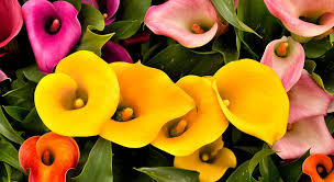 Arriva la primavera, le idee per portare in casa i suoi profumi e colori. Iper Elegante Si Nasce La Calla